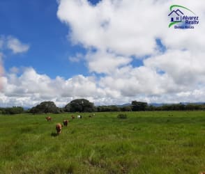 Pasture with lush greenery, fence line, mature trees adjacent to paved highway ideal for development Dolega Panama