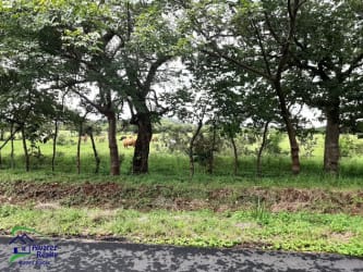 Large green pasture field with blue skies, ideal for real estate development or farming in Chiriquí Panama