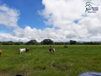 Wide countryside fenced pasture with mountains backdrop in Dolega Chiriquí Panama