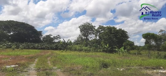 Large roadside commercial lot with mature trees and dirt access in San Pablo Nuevo