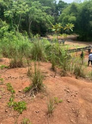 Brown flat soil lot with green surroundings ready for development near Panama City