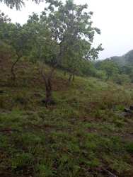 Undulating landscape perfect for farming and livestock in Panama Oeste