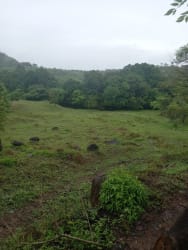 Dense native trees in countryside agricultural land Panama Oeste Las Uvas