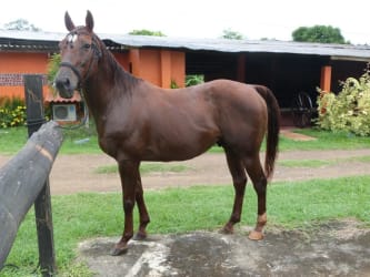 Palm tree and flat acreage in Hacienda Los Gavilanes Pedasi