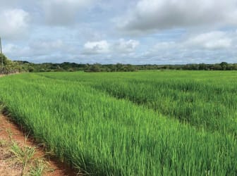 Green fields and distant trees on rural farm land Ocú Herrera Panama
