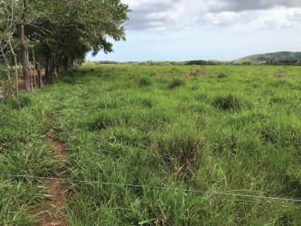 Open rural farmland with tree line and fencing in Ocú Herrera Panama