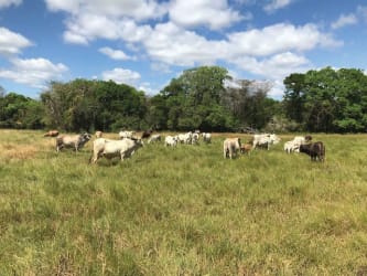 Livestock pasture with cows on green grass farmland in Ocú Panama
