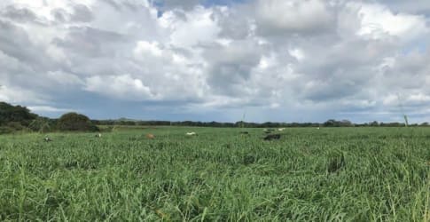Herd of cattle on grassy farmland near Ocú Herrera Panama