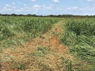 Aerial map highlighting agricultural land parcels near Ocú Panama