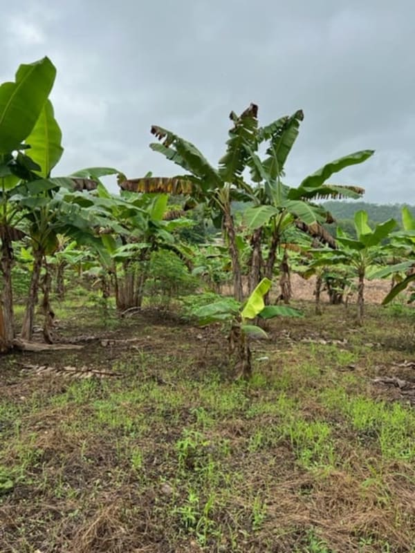 Banana plantation on spacious green rural farmland in Chepo Panama