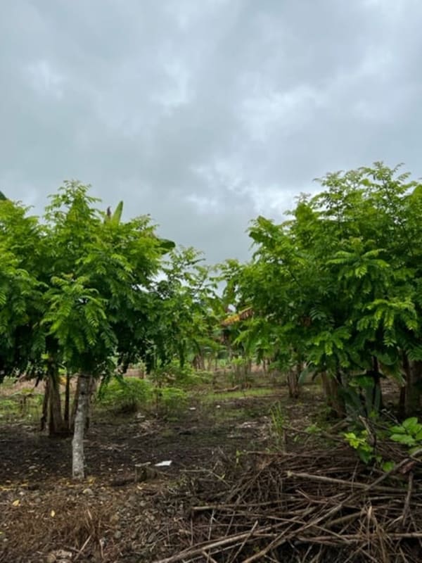 Agricultural plot with plantation and dense lush greenery in Chepo Panama