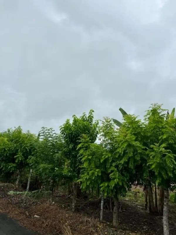 Expansive green agricultural land ready for development Cañitas Chepo Panama