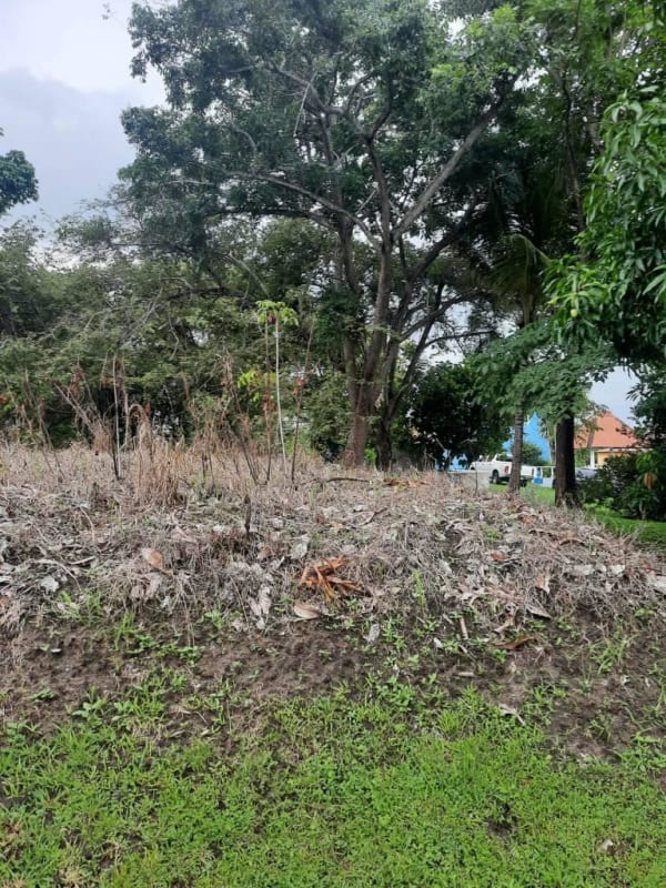 Vacant wooded land with mature trees Costa Esmeralda Panama for sale