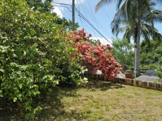 Flowering shrubs and palm on Costa Esmeralda residential lot Panama