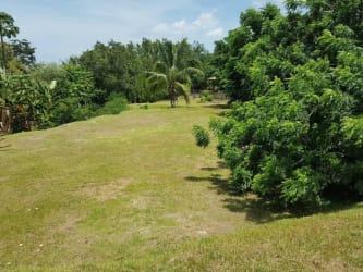 Flat residential land with palm trees in Costa Esmeralda Panama