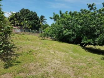 Open grassy yard with mature tropical trees in Costa Esmeralda near beaches Panama
