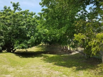Backyard space with mature trees and green lawn on Costa Esmeralda lot Panama