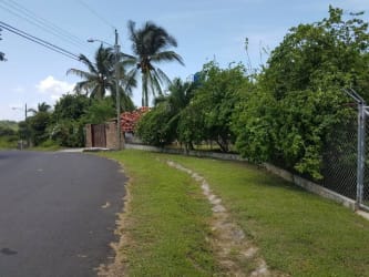 Roadside view with palm tree landscaping and fencing near Costa Esmeralda lot Panama