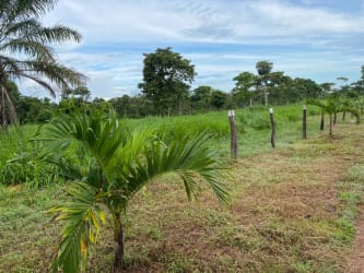 Open grassy field with palms on affordable beach ranch for sale Panama