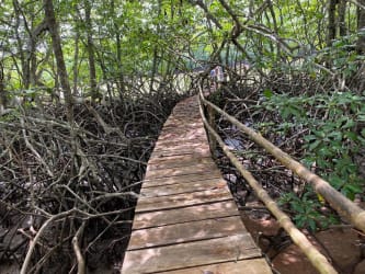 Rustic elevated boardwalk through mangrove forest on Pacific ranch Panama