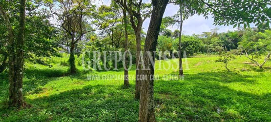 Grassy open lot with scattered trees and mountain backdrop in Sorá Chame Panama