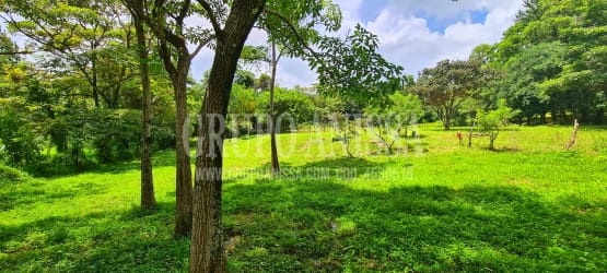 Lush open landscape with mature trees and blue sky in Sorá Chame Panama ideal for building