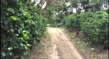 Dense forest area with cleared sections ideal for coffee restoration Boquete Panama