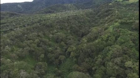 Dense natural forest with creek on Volcancito Boquete agricultural land Panama