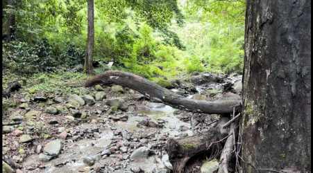 Rocky mountain stream with wooded banks on coffee farm in Boquete Panama