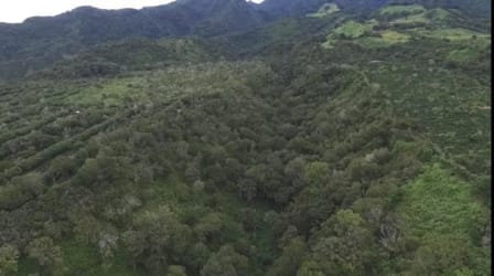 Bird's-eye view of lush green mountain coffee farmland with forest Boquete Panama