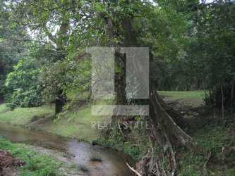 Large garden with mature trees, big lawn area on private estate El Valle de Antón Panama