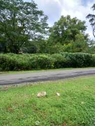 Vacant lush land plot with mature trees in Las Medinas El Valle de Antón Panama