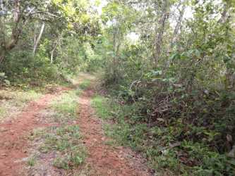 Vacant farmland with pineapple crops and tropical vegetation Zanguenga Panama