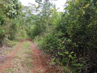 64 Hectare Pineapple Farm for Sale in Zanguenga La Chorrera