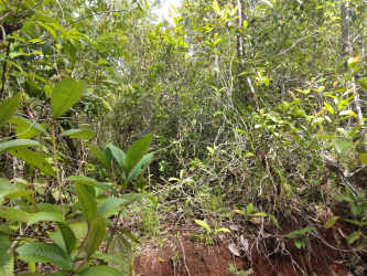 Secluded rural land with natural vegetation and active pineapple crops Panama