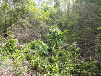 Thick tropical forest area bordering pineapple farmland rural Panama