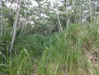 Overgrown vegetation with distant view of pineapple farmland Panama rural land