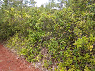 Dirt road leading to large pineapple farmland surrounded by tropical forest Panama