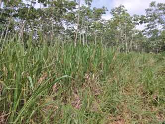 Dense tropical vegetation and pineapple fields in La Chorrera rural farmland