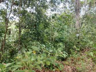 Natural lush land covered with vegetation near active pineapple farmland La Chorrera Panama
