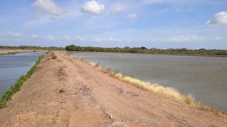 Access road on aquaculture shrimp farm rural Panama land for sale