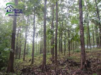300,000 m² Teak Plantation & Native Forest San Lorenzo
