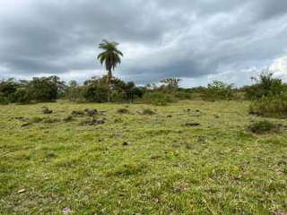 Land for Sale in Renacimiento - 0 bedrooms