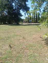 Large open land with roadside tree line for residential or farm use in Panama