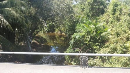 River flowing through dense vegetation on Panama development land