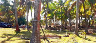 Beachfront Land for Sale in Pocrí - 4 bedrooms