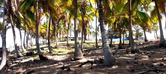 Palm grove beachfront estate for sale in La Candelaria Pocrí Panama