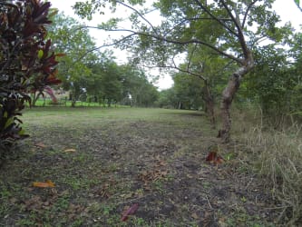 Natural grassy open yard with mature trees in El Espino Panama