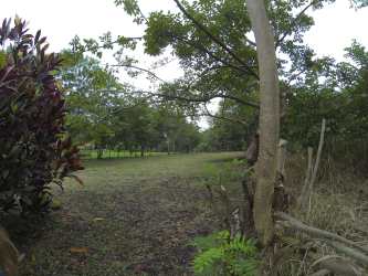Open yard area with mixed greenery fenced in El Espino San Carlos