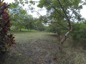 A natural outdoor landscape with a flat grassy lot, trees, and shade in El Espino Panama